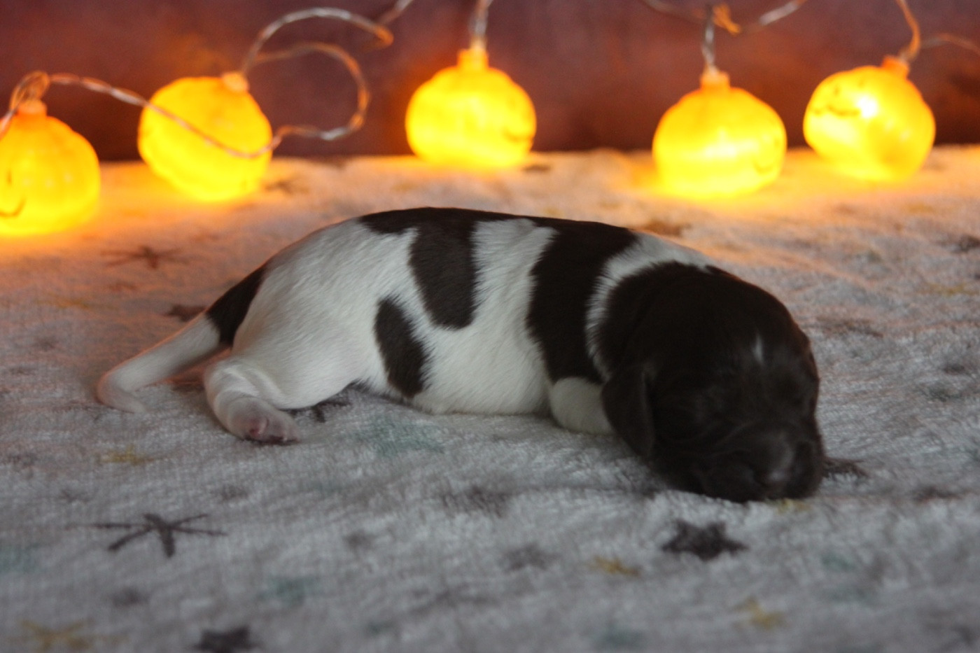 Domaine De L'Epine D'Or - Chiots disponibles - Petit Epagneul de Münster