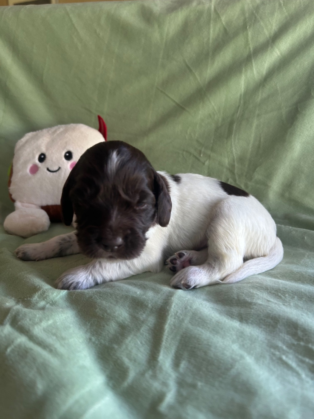 Domaine De L'Epine D'Or - Chiots disponibles - Petit Epagneul de Münster