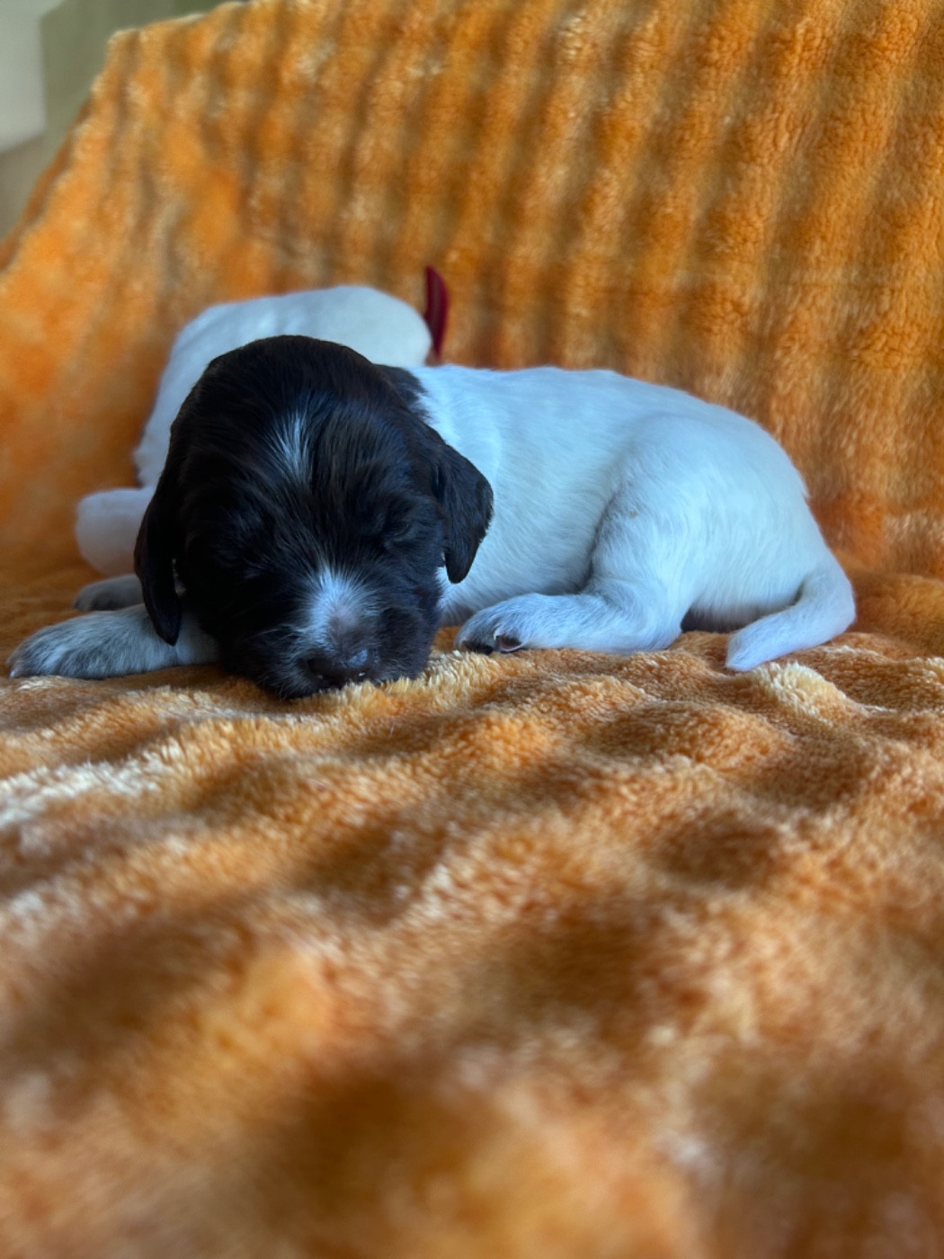 Domaine De L'Epine D'Or - Chiots disponibles - Petit Epagneul de Münster