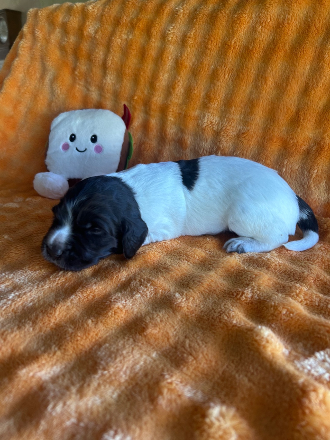 Domaine De L'Epine D'Or - Chiots disponibles - Petit Epagneul de Münster