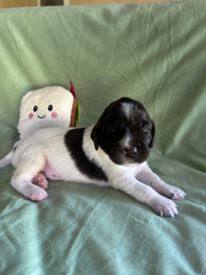 Chiot N°1