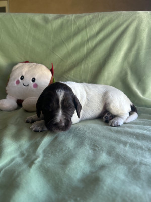 Chiot N°3