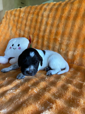 Chiot N°8